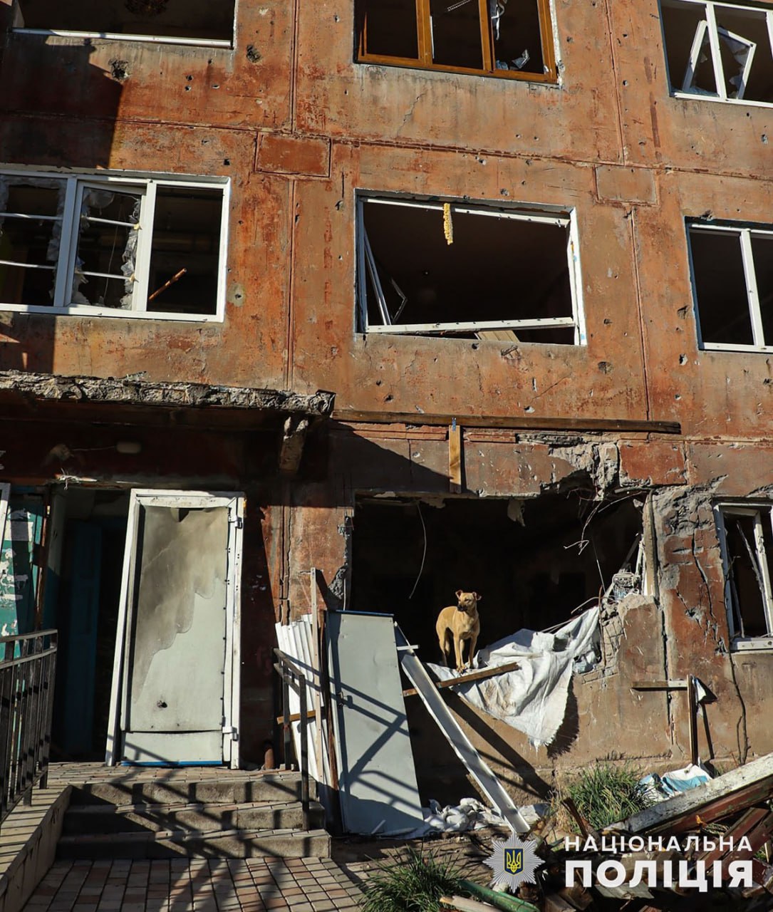 За мгновение до прилета почувствовал опасность: в Авдеевке собака спасла жизнь хозяину (фото)